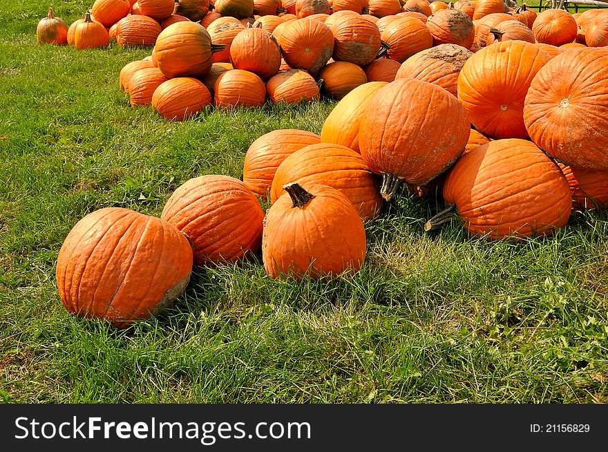 Ripe pumpkins in grassy field