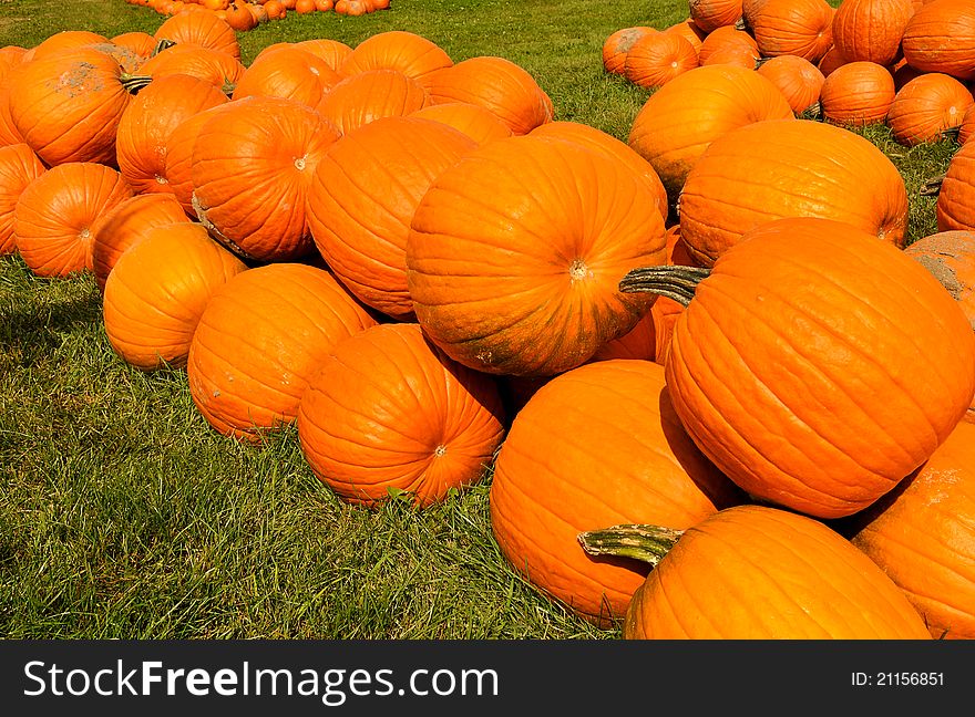 Pumpkins harvested and lying in field