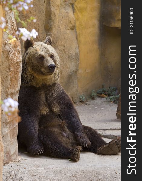 Brown bear resting in a zoo in Barcelona. Brown bear resting in a zoo in Barcelona