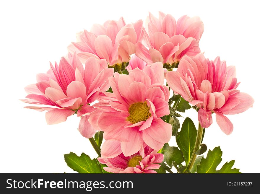 A bouquet of beautiful red flowers on a white background