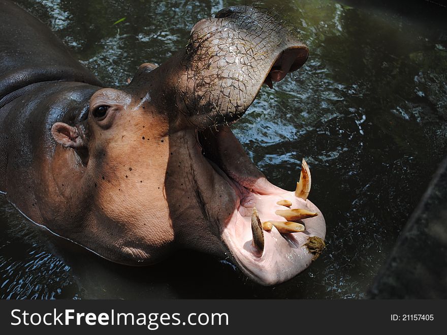 Hippo Yawning in a River in South africa.