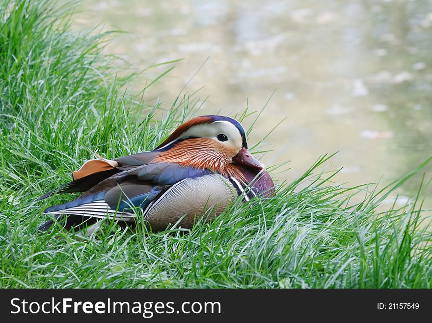 Mandarin male duck