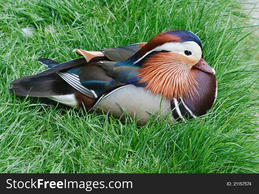 Colorful plumage of Mandarin male duck