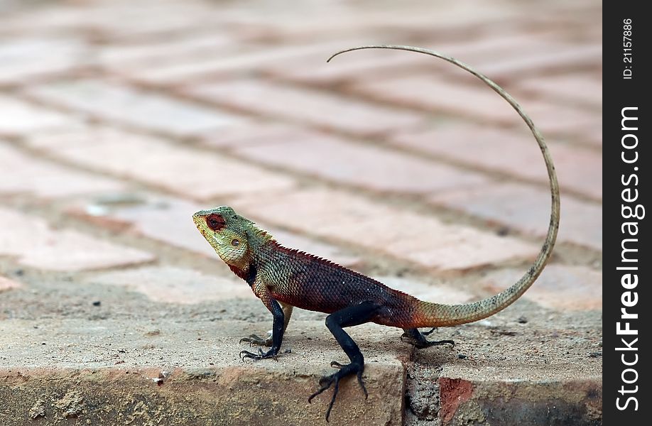 Reptile owner at Sri Lanka Hotels,spring time