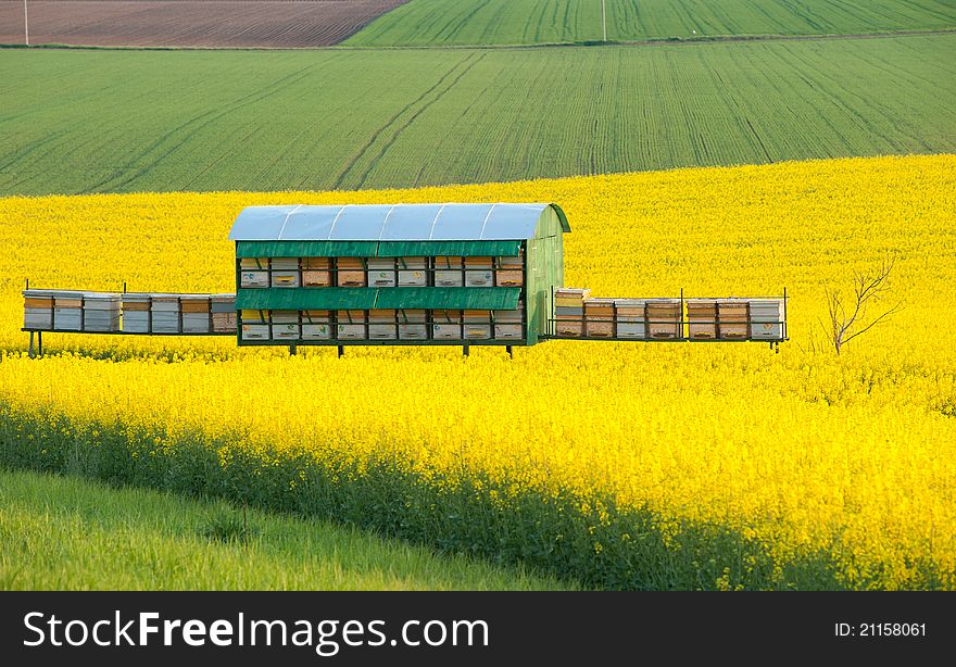 Yellow Rapeseed Field With Apiary