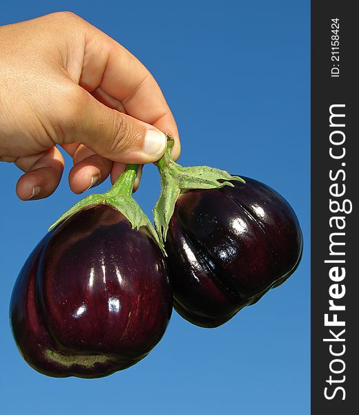 Hand with two eggplants against blue sky. Hand with two eggplants against blue sky