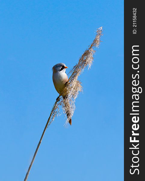 Bearded tit on the reed, male - reedling (Panurus biarmicus). Bearded tit on the reed, male - reedling (Panurus biarmicus)