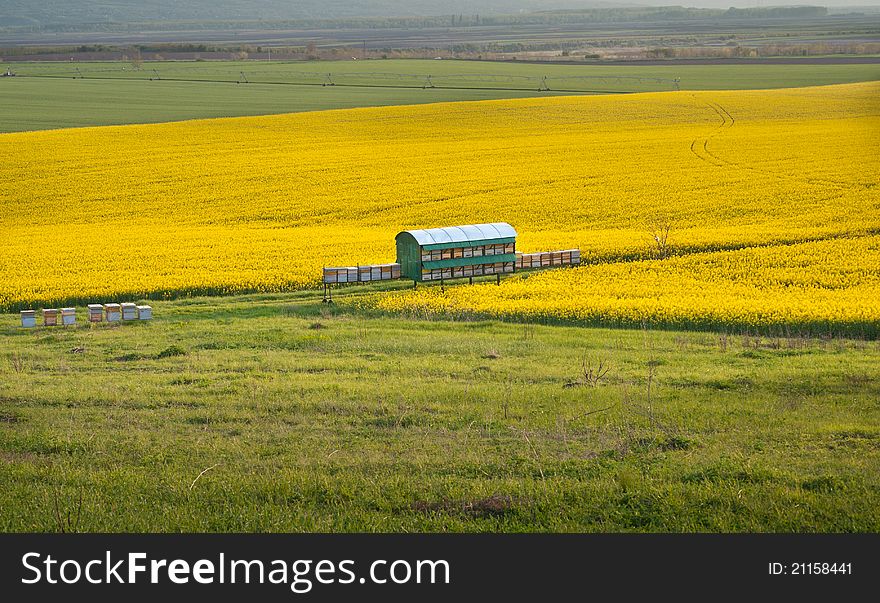 Yellow Rapeseed Field