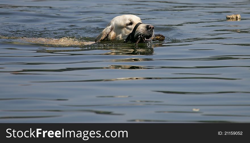 Dog swimming in lake retrieving tennis ball. Dog swimming in lake retrieving tennis ball