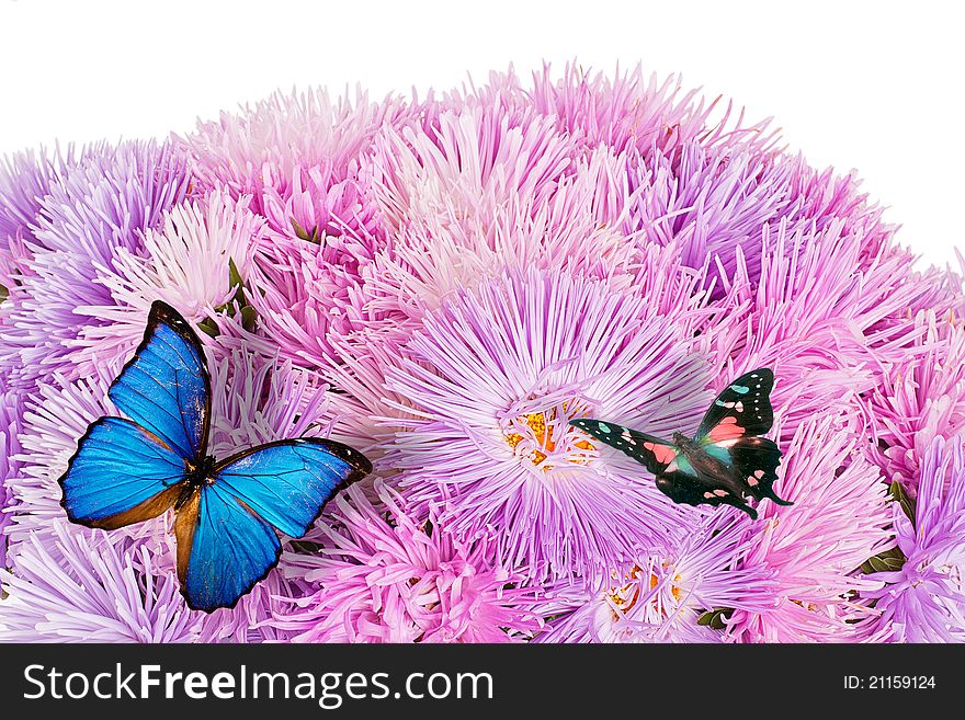 Butterflies On The Purple Aster Flowers