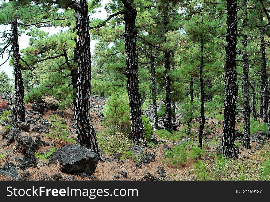 After Forest Fires at La Palma, Canarien Islands