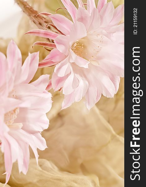 The flower of a cactus reflected in a mirror, on a light background. The flower of a cactus reflected in a mirror, on a light background