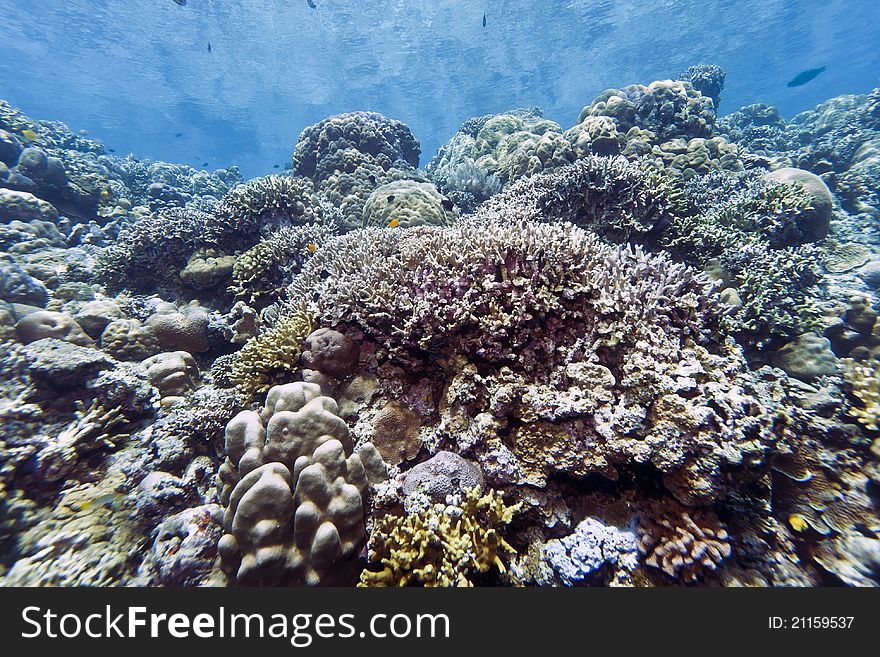 Shallow coral reefs off the coast of Bunaken island. Shallow coral reefs off the coast of Bunaken island