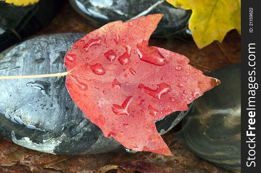 Autumn in New York City with Maple leaf on rock