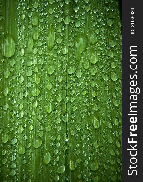 Drops of rain on a large green leaf. Good background image, Macro shot. Drops of rain on a large green leaf. Good background image, Macro shot.