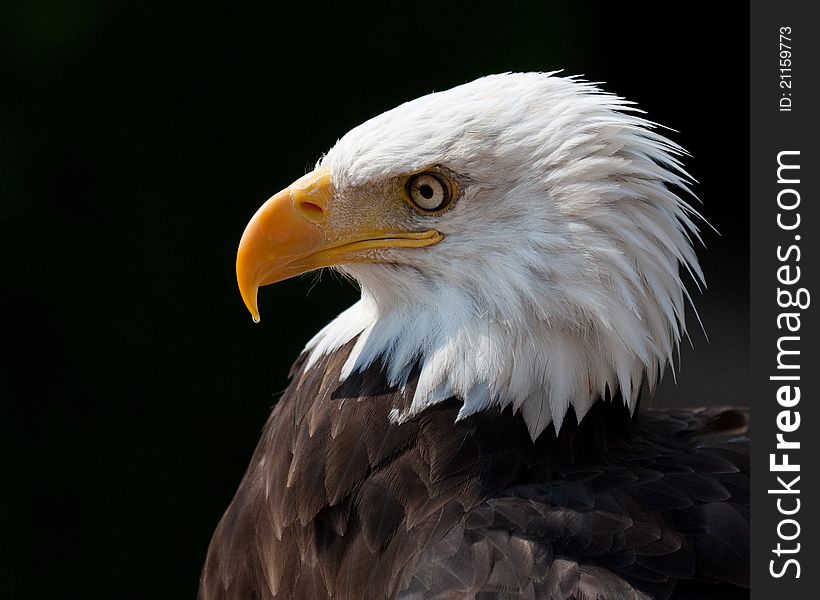 American eagle portrait with dark background. Side view.