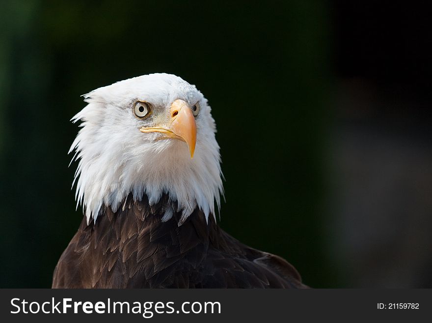 American eagle portrait with dark background