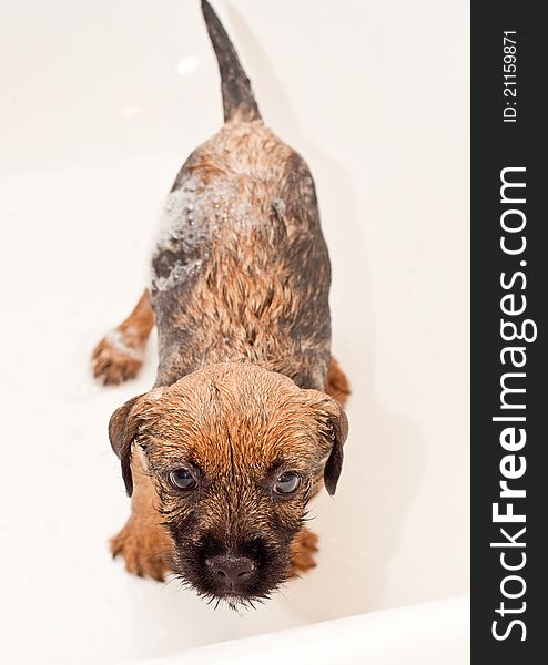 Border terrier puppy bathing