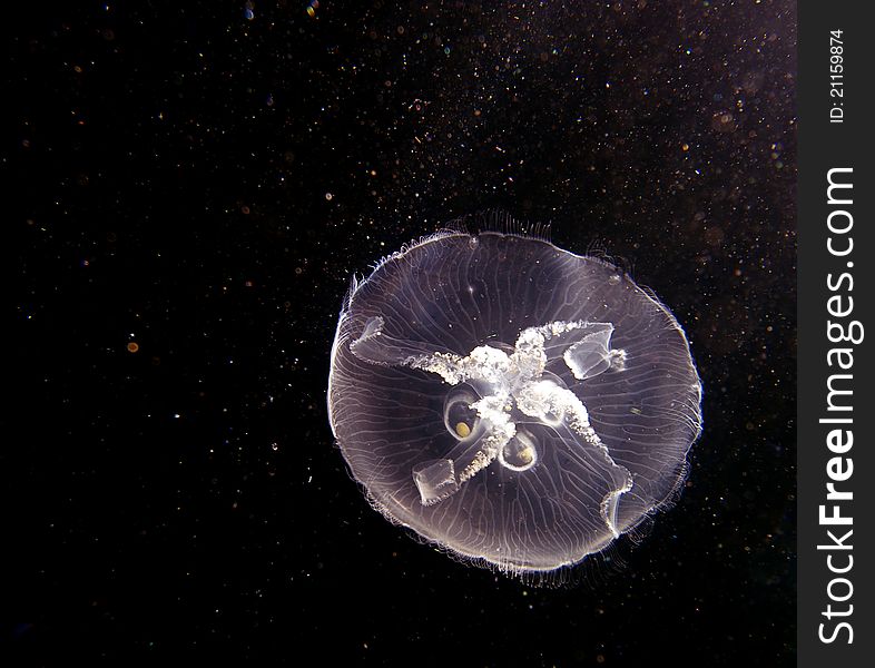Photo shooting of jellyfish underwater. Photo shooting of jellyfish underwater