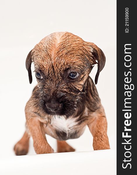 Cute border terrier puppy bathing, he look scared