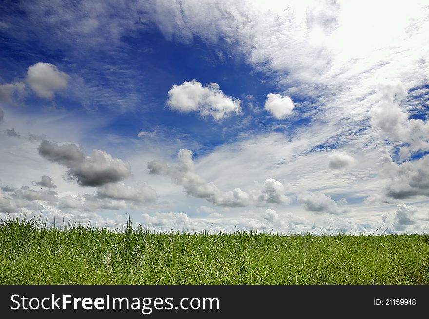 Green field and sky blue with cloud