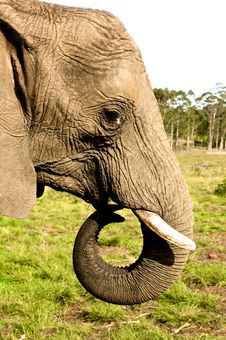 Elephant Close Up Stock Photography Elephant Close Up Stock Photography