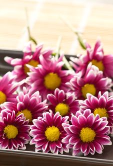 Chrysanthemums Pink Flower Royalty Free Stock Photos Chrysanthemums Pink Flower Royalty Free Stock Photos