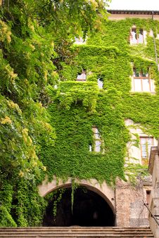Ivy Covers An Old Town House Royalty Free Stock Photography Ivy Covers An Old Town House Royalty Free Stock Photography