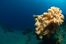 Mushroom Coral Stock Images Mushroom Coral Stock Images