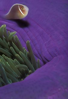 Exploring Clownfish Stock Image Exploring Clownfish Stock Image