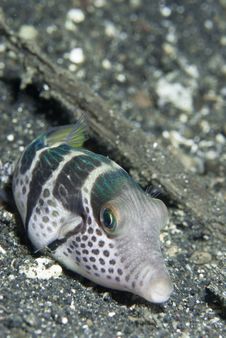 Pouting Pufferfish Royalty Free Stock Photography Pouting Pufferfish Royalty Free Stock Photography