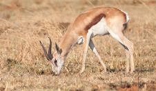 Springbok Ram Royalty Free Stock Photos