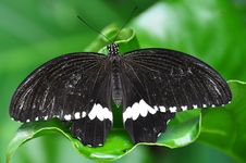 Male Common Mornmon Butterfly Royalty Free Stock Photos Male Common Mornmon Butterfly Royalty Free Stock Photos