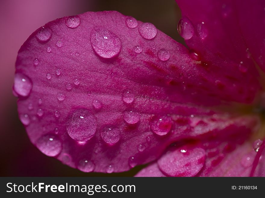 Water drop on a flower petal