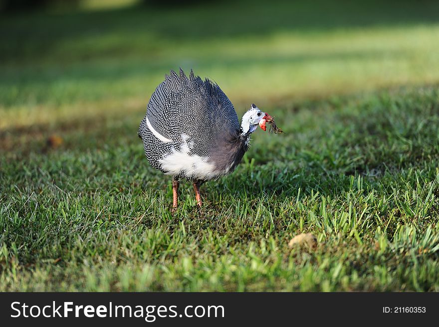 Image of Guinea fowl with a bug in natural setting. Image of Guinea fowl with a bug in natural setting