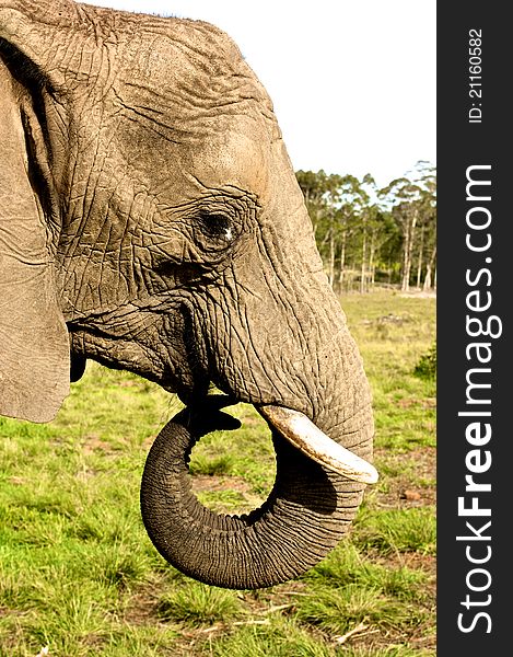 Elephant close up at kruger national park, south africa