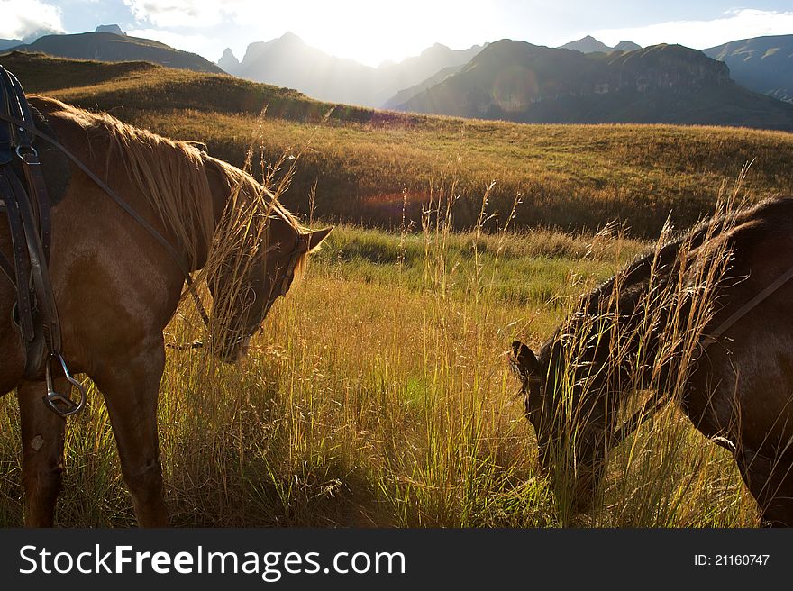 Horses at sunset, South africa