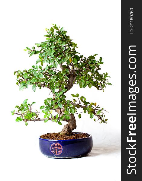 A still life of an Elm Bonsai