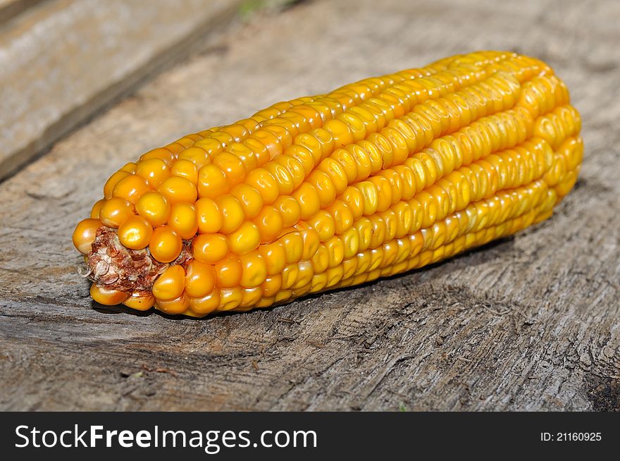 Ear of yellow corn on an old gray wooden plank. Ear of yellow corn on an old gray wooden plank