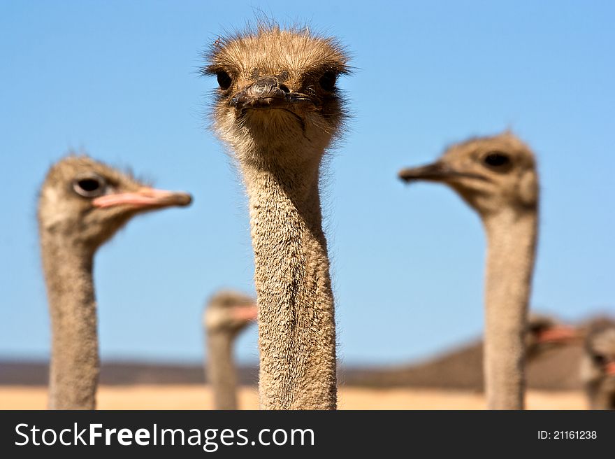 Ostrich close up in South Africa