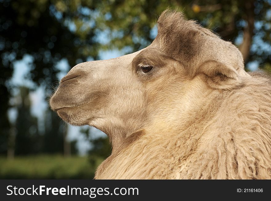 Portrait of a camel closeup. Background trees