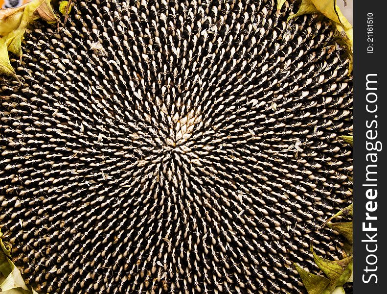 Seeds of sunflower,in order natural