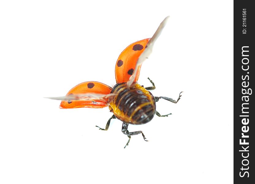 Ladybug isolated on a white