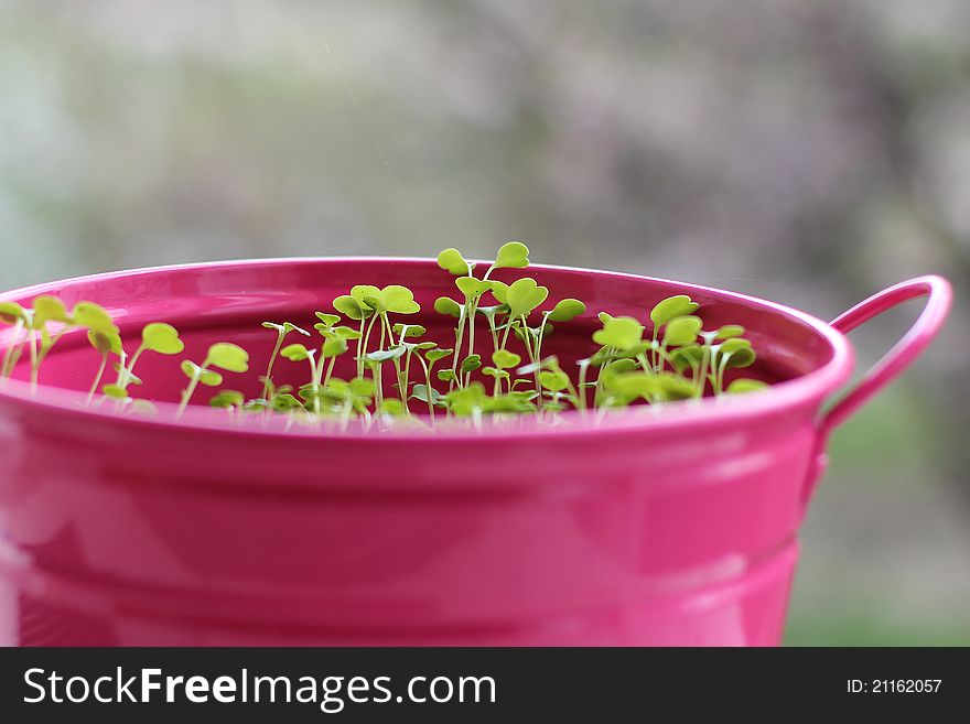 Sprouts of arugula in a pink pot