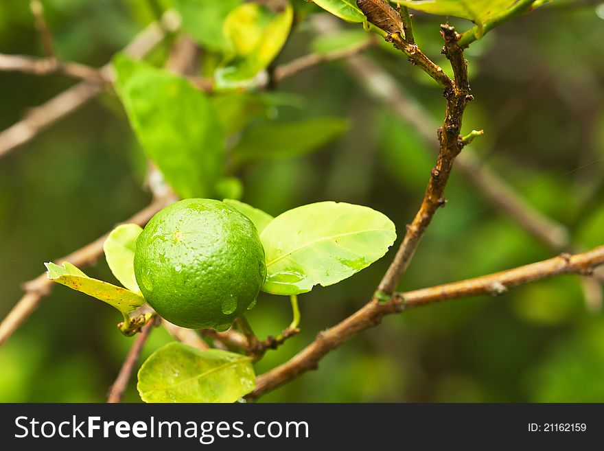 Single green lime on tree