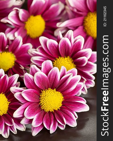 Chrysanthemums pink flower with close up view