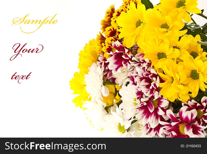 Beautiful multi-colored flowers on a white background. Beautiful multi-colored flowers on a white background