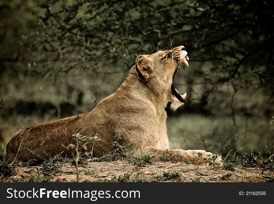 Lioness yawn