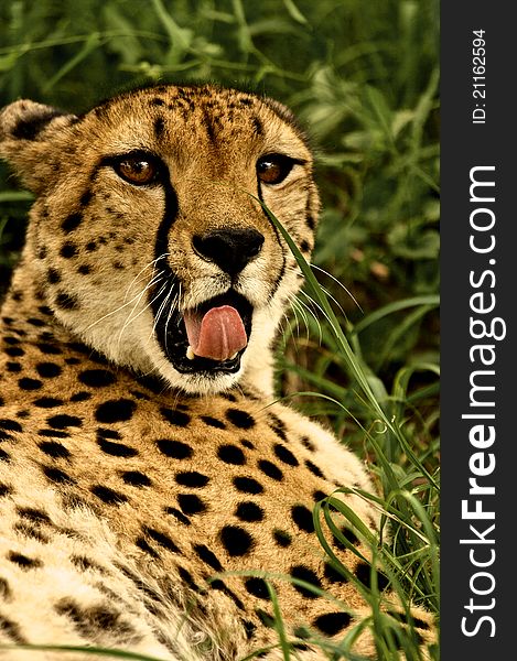 Cheeta close up at Kruger National Park, South Africa