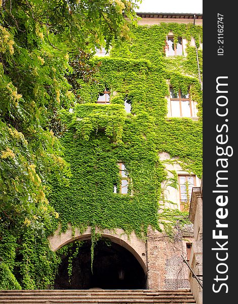 A house is beautifully decorated by the overgrown Ivy that covers it. A house is beautifully decorated by the overgrown Ivy that covers it.